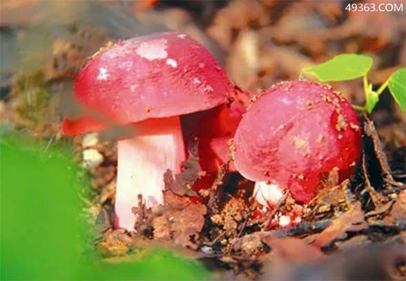 红菇的功效与作用，红菇对人体有什么好处（防癌抗癌）