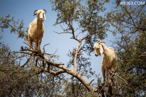 世界十大神秘自然现象