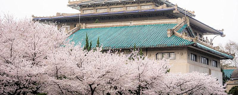 武汉樱花开放的季节是几月(季节是3月)