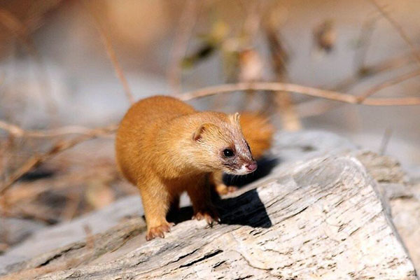 黄鼠狼为什么不能打