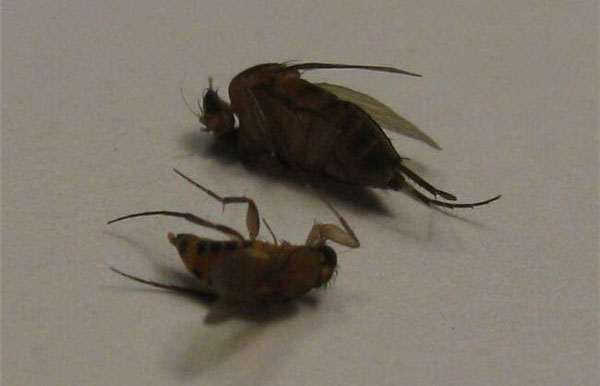 屋里都是小蠓虫怎么办