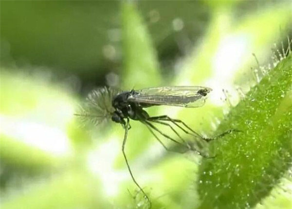 什么办法可以除掉家里的小蠓虫