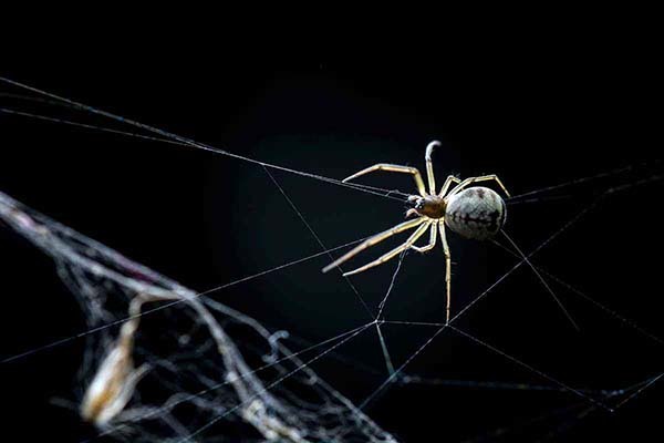 千万别在房间里打蜘蛛