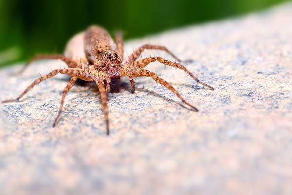 家里出现蜘蛛是福是祸