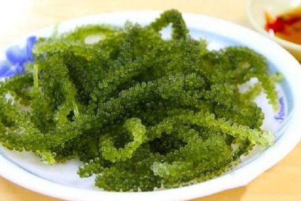 海葡萄的功效和作用