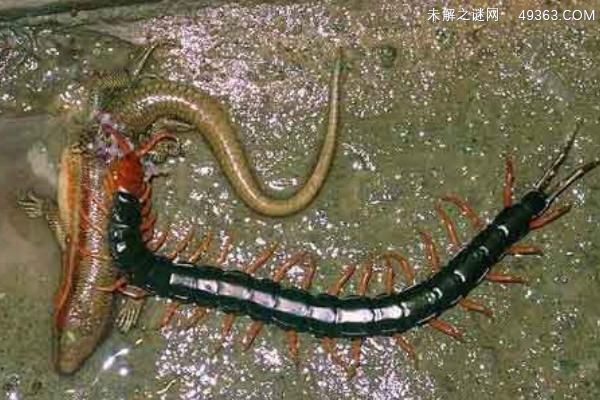 蝎子和蜈蚣谁厉害？