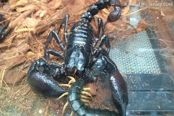 蝎子和蜈蚣谁厉害？