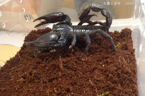 蝎子和蜈蚣谁厉害？