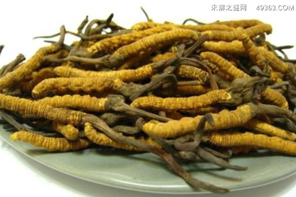 虫草和冬虫夏草的区别是什么 冬虫夏草的鉴别方法