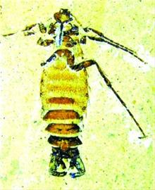 “巨型”跳蚤化石标本