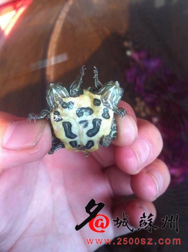 小乌龟也玩“双核” 罕见“双头龟”惊现苏州