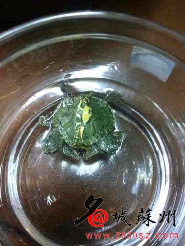 小乌龟也玩“双核”  罕见“双头龟”惊现苏州