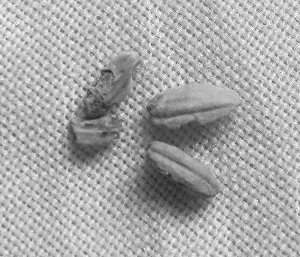 8000年前&ldquo;江苏人&rdquo;种稻、打鱼、捏泥塑样样行