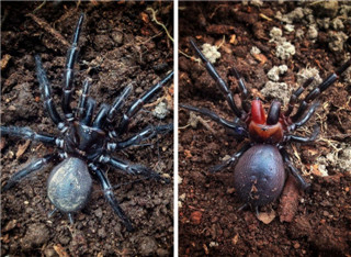 颜色正常的雌性漏斗网蜘蛛（左）与颜色异常的样本。 Photographs by Mark Wong, The Australian National Unive
