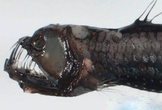 世界上最恐怖的海底生物，深海龙鱼凶残至极
