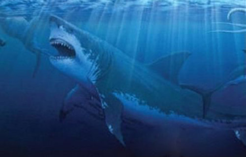 巨型鲨鱼有最强大的咬劲