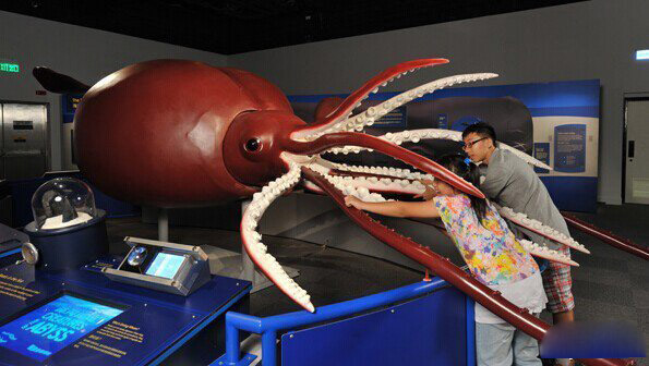 大王酸浆鱿-世界上最大的鱿鱼