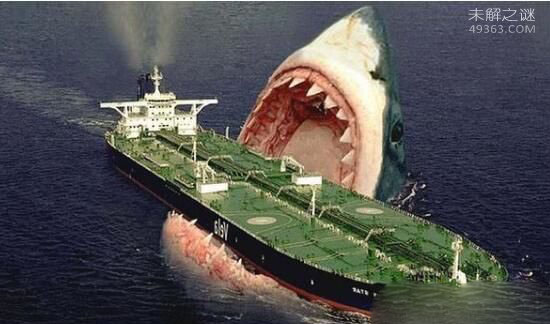 目击者看到巨齿鲨咬断鲸鱼