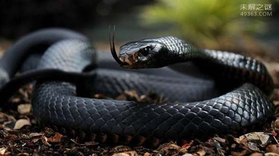 黑曼巴Black Mamba世界速度最快的蛇