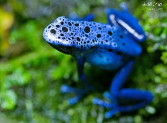 十种难得一见的奇特蓝色动物