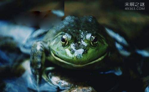 非洲牛箱头蛙:性情十分凶残的蛙类 该如何正确饲养?