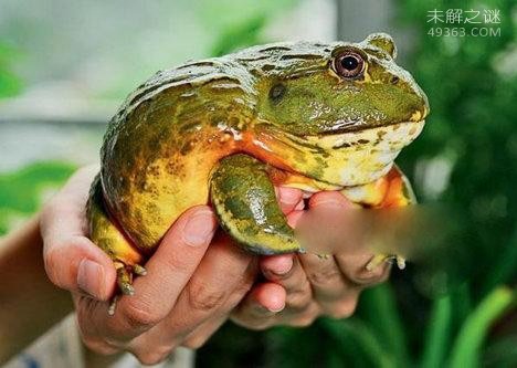 非洲牛箱头蛙:性情十分凶残的蛙类 