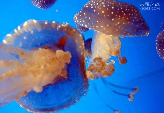 澳洲方水母有多毒?