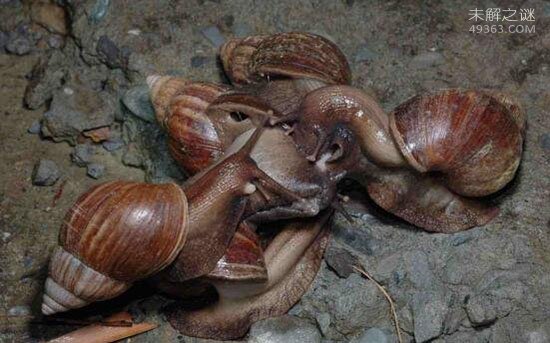 非洲大蜗牛