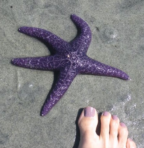 在陆地上呈现紫色的海星在水下看起来更加隐蔽。