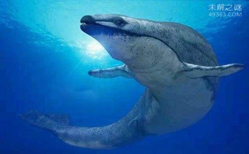 龙王鲸VS巨齿鲨谁更厉害?