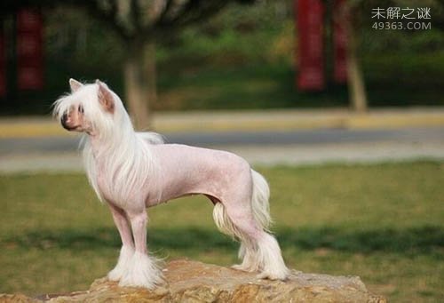 中国冠毛犬形态特征