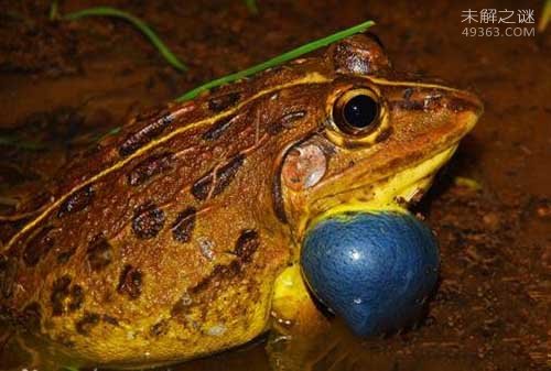 那些濒临灭绝的濒危动物: 虎纹蛙
