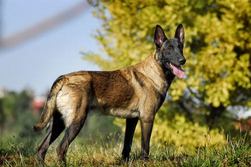 世界十大警犬品种马林诺斯狗