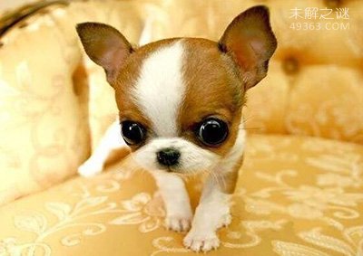 世界上最小的犬种：吉娃娃