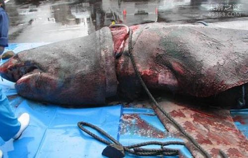 姥鲨被捕杀做日本春药