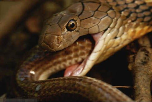 盘点六种吃蛇的动物谁最厉害！