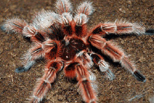 世界十大最漂亮的蜘蛛