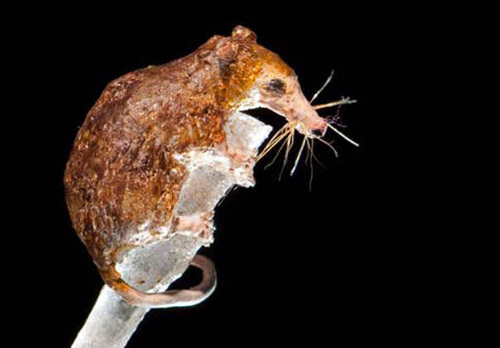 史上最小的哺乳动物：Batodonoides vanhouteni