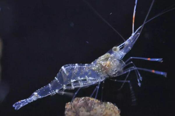 幽灵虾是什么生物