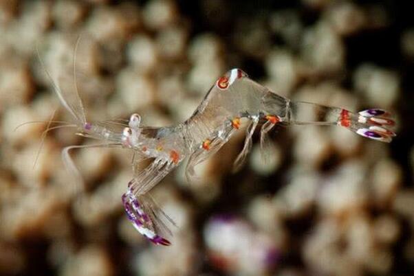 幽灵虾是什么