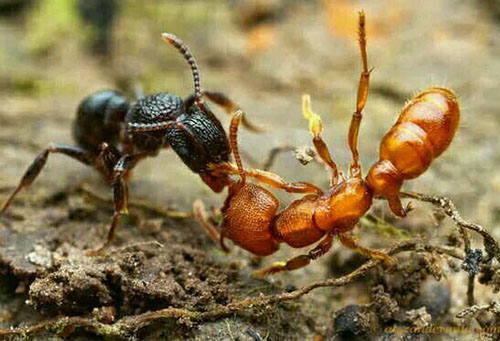 牛头犬蚁：世界上最毒的蚂蚁