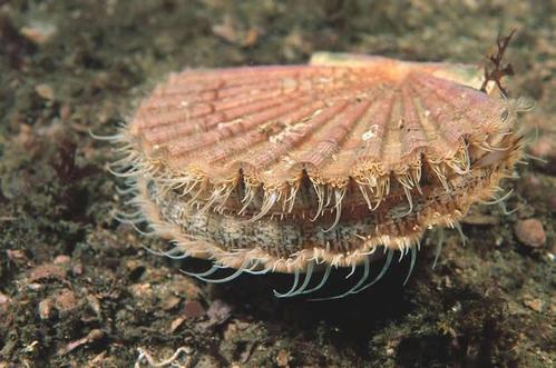 巨海扇蛤