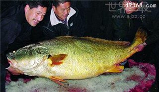 中国土豪缅甸买天价鱼惊呆当地民众 黄唇鱼卖出18万天价
