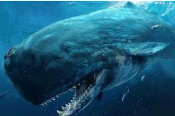 鲸鱼有多少种 世界上最大的鲸鱼是什么鲸鱼