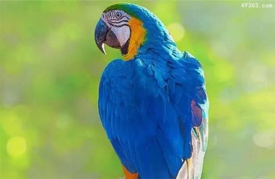 世界十大寿命最长鸟类排行榜，第一种能活80岁