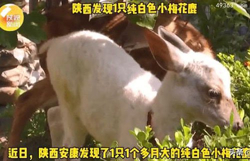 最罕见白化动物，陕西出现一只纯白梅花鹿（非常健康）