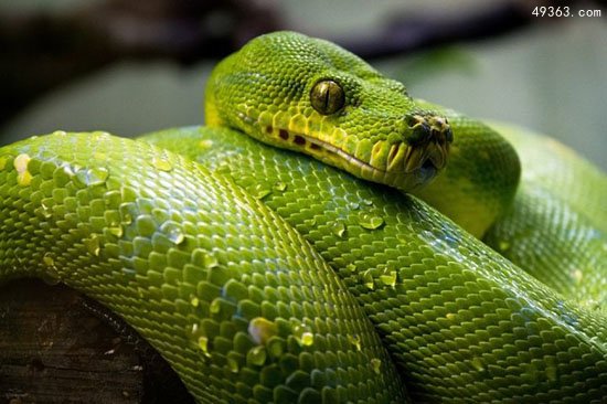绿色的蛇都有哪些?盘点最常见的十种绿蛇