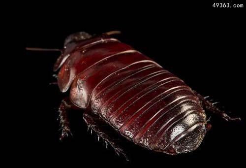 犀牛蟑螂被称为蟑螂中的挖掘机(智商极高)