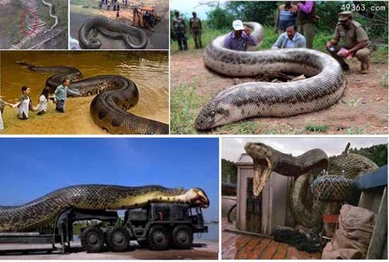 百英尺长神秘巨蛇现身马来西亚婆罗洲