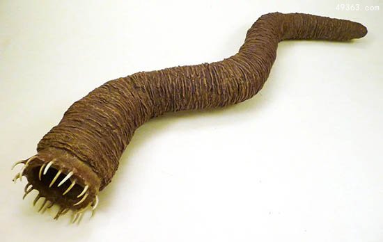 揭秘最恐怖的蠕虫：蒙古“死亡之虫”